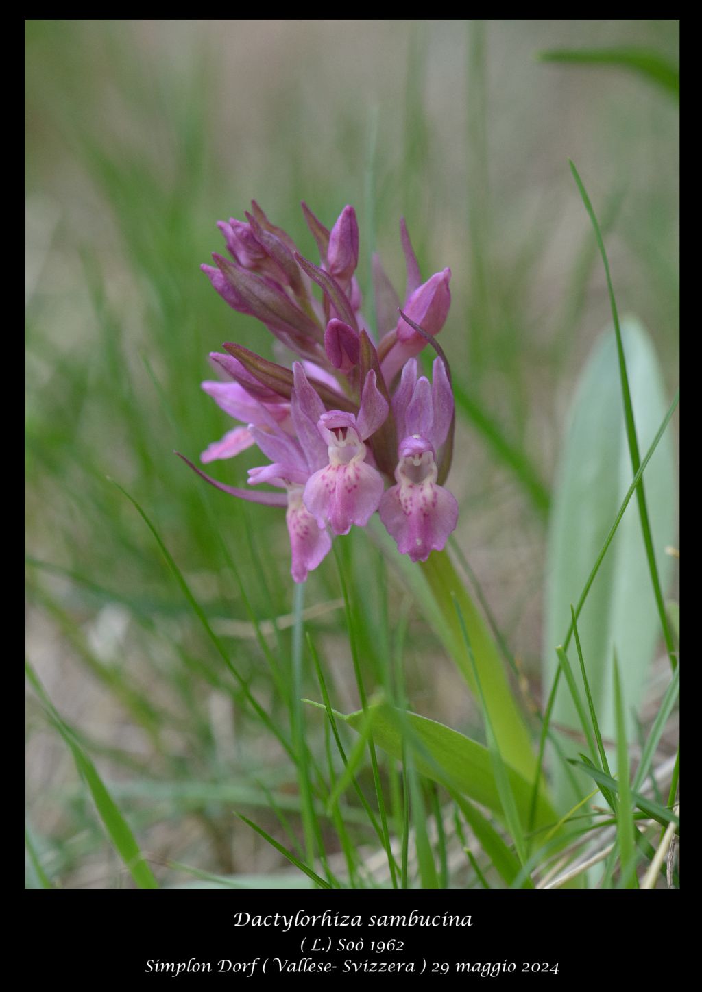Dactylorhiza sambucina